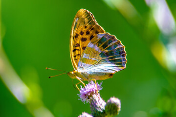 A golden butterfly collects nectar from flowers
