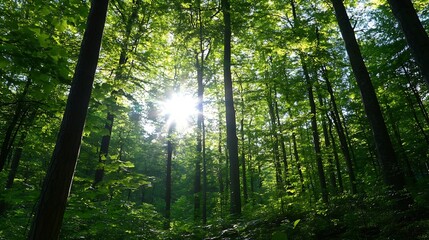 Obraz premium Sunlight Filtering Through Lush Green Forest Canopy Illuminating Nature's Beauty : Generative AI