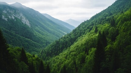 Fototapeta premium Lush green valley surrounded by misty mountains under cloudy sky : Generative AI