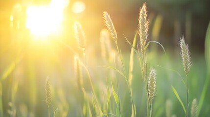 Obraz premium Golden sunlight shining through tall grass with soft background bokeh effect : Generative AI