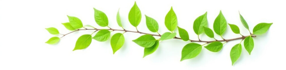 Fototapeta premium Single branch of a green tree against white background, branch isolated, simple, leafy