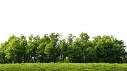Green trees growing on grassy field with transparent background