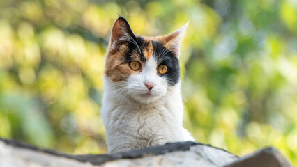A close-up of a tricolor cat on an outdoor wooden board