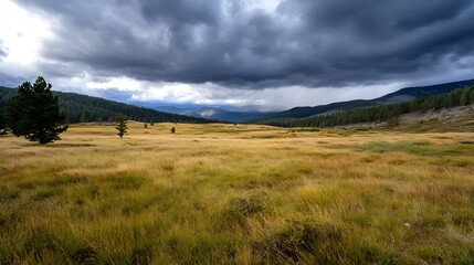 Fototapeta premium Expansive Golden Meadow under Dramatic Clouds in Nature Landscape : Generative AI