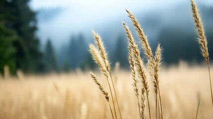 Obraz premium Golden wheat field swaying gently in the breeze surrounded by soft morning fog and tall trees : Generative AI