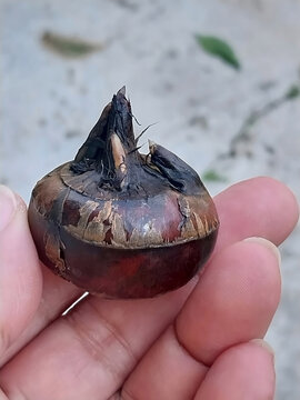 Waternut, also known as Chinese water chestnut or Matai, is a tropical plant with crisp, white flesh and a mildly sweet, nutty flavor. It can be eaten raw or used in a variety of dishes.