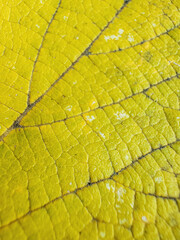 Fototapeta premium Close-up view of a vibrant green leaf showcasing its intricate texture and patterns