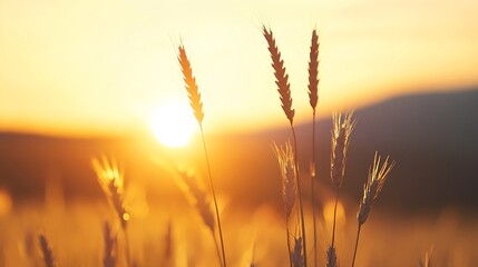 Fototapeta premium Golden field of wheat swaying gently in the breeze during sunset creating a serene scene : Generative AI