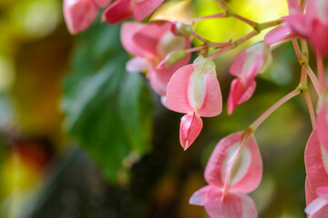 Close-up photo of pink begonia flowers in bloom