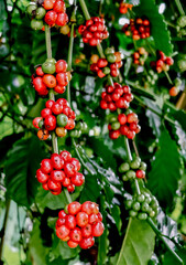 Vibrant Red and Green Coffee Cherries on Branches in Lush Plantation Setting