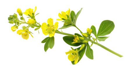 Blooming agrimony eupatoria branch with yellow flowers and green leaves on transparent background