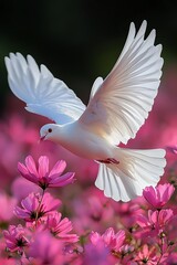 A white dove flying through a field of pink flowers