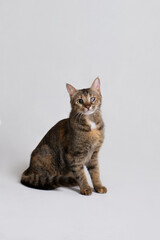 Studio portrait of a cute disabled cat blind on one eye, white background