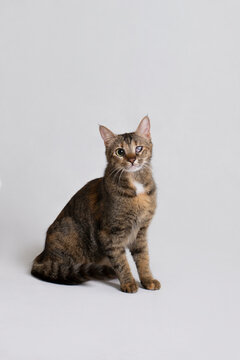 Studio portrait of a cute disabled cat blind on one eye, white background