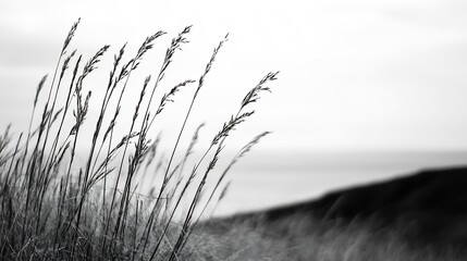 Obraz premium Artistic black and white photograph of tall grass swaying gently in the wind near a coastal area : Generative AI