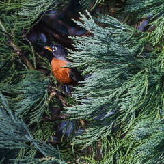 Perky little robin nestled amongst green cypress needles.