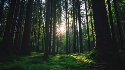 Obraz premium Breathtaking Forest Landscape with Sunlight Streaming Through Tall Trees Creating a Mystical Environment : Generative AI