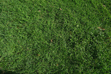 lawn after rain, green lawn background
