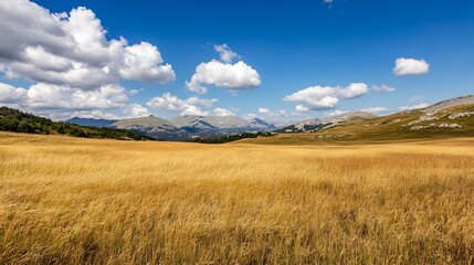 Beautiful panoramic view of golden grass field under a bright blue sky with fluffy clouds : Generative AI