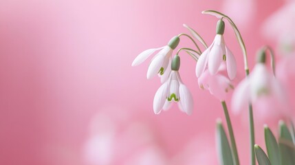 Fototapeta premium Delicate Minimalist Composition of Snowdrop Flowers on Pink Canvas