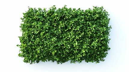 Obraz premium A dense patch of green foliage, showcasing a variety of small leaves in a lush arrangement.