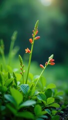 Obraz premium Gentle rain showers nourish the flower stalks, foliage, greenery