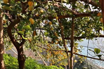 Fototapeta premium Maiori - Limoni lungo Via Torre