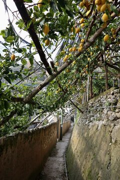 Maiori - Pergolato di limoni lungo il Sentiero dei Limoni