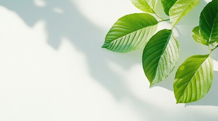 Obraz premium Vibrant tree branch close-up natural setting photographic content soft background intimate viewpoint woody essence