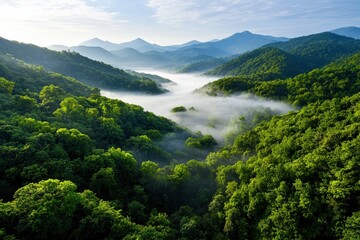 Aerial view of a rainforest canopy, lush green treetops stretching endlessly, morning mist rising from the jungle
