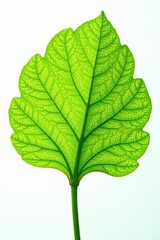 Fototapeta premium Intricate vein detail of Ginkgo Biloba leaf against pure white , design, green, ginkgo