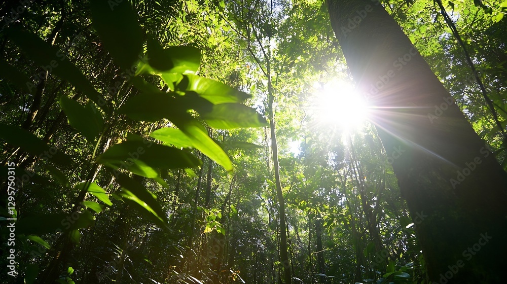 Poster Beautiful Forest Greenery with Sunlight Filtering Through Tall Trees in the Wilderness : Generative AI