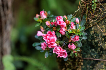 Close-up photo of pink azalea(Rhododendron indicum) flowers in bloom.