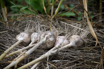 Cluster of freshly harvested garlic bulbs with roots