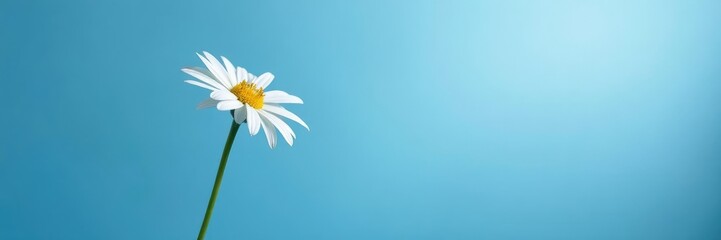Obraz premium Single arnica flower on a blue background with soft light and gentle shadows, light, soothing, color