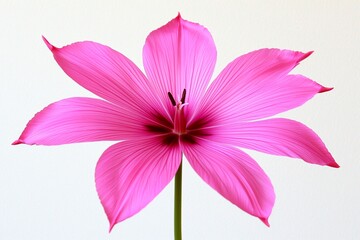 Fototapeta premium A vibrant pink flower with intricate petal details.