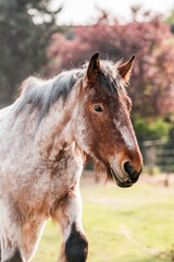Obraz premium beautiful Belgium draft horse portrait in paddock paradise happy equine