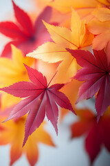 Close capture of Japanese maple leaves' rich colors against a stark white background.