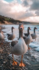 Fototapeta premium Geese stroll along the water's edge, their webbed feet leaving impressions in the sand. The calm landscape and soft light create a peaceful atmosphere during sunset