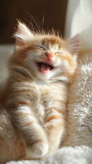 Fototapeta premium Joyful Kitten's Laugh: Witness the pure, unadulterated joy of a ginger kitten mid-laugh, revealing tiny teeth in a moment of genuine mirth and light-heartedness.