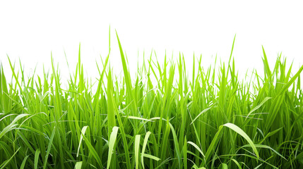 Fototapeta premium Green grass growing on transparent background for easy compositing