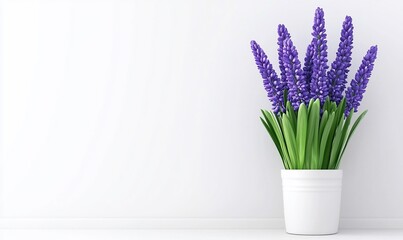 A potted plant with purple flowers against a white background.