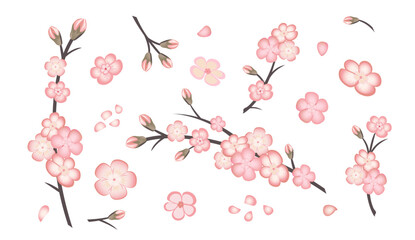 Spring set  of sakura flowers isolated on white background. Pink flowers of Japanese cherry, sakura or apple flowers, buds, blossoming sakura branch, flying petals.