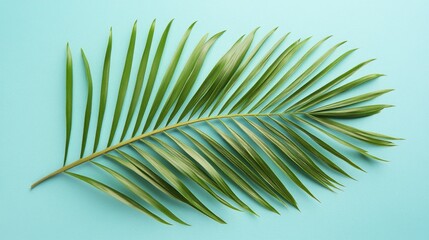Obraz premium Vibrant Lush Palm Leaf Flat Lay Against Turquoise Background