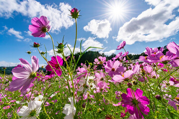 コスモスのある風景