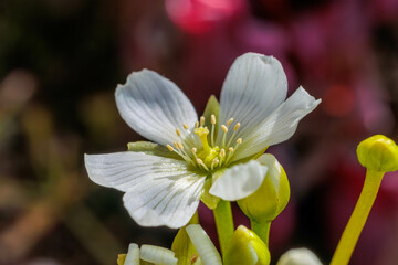 Fototapeta premium Close-up photo of the white flowers of the insect-killing plant(Pinguicula esseriana)