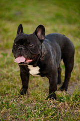 Portrait of black French bulldog with his tongue hanging out standing in meadow, exhausted by heat during walk. Dog is breathing heavily on hot summer day, exhausted by heat. Vertical