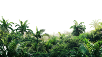 Tropical forest plants growing on transparent background