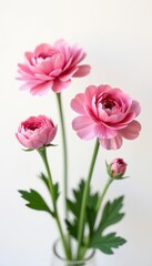 Fototapeta premium Ranunculus flowers on a white background with soft pink hues, pastel, background, flower details