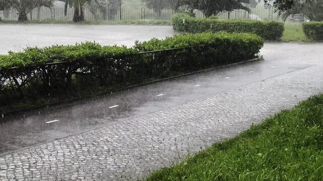Heavy tropical downpour on a summer day. Downpour in a deserted city. Torrential tropical rain with a heavy wind on a background of green: palm trees, trees and bushes in the city park. Rainy weather.